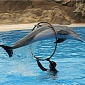 India Imposes Ban on Captive Dolphin Shows