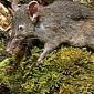 Indonesia Now Found to House Weird Rodent with Just Two Teeth