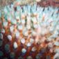Indonesian Corals Devastated by Bleaching