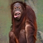 Indonesian Researcher Questioned in a Case of Orangutan Torture