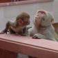 Infants Don't Make a Difference between Their Mother and a Rhesus Monkey