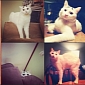 Instagram's Cat with Eyebrows Looks a Little Worried – Photo