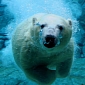 Interview: Leader of Polar Bears' Union on Global Warming, Its Perks