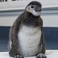 Introducing the World's First Test-Tube Penguin