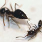 Invading Argentine Ants Face Chemical Attacks