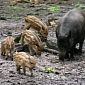 Invasive Feral Pigs in the Brazilian Pantanal Help Safeguard Local Wildlife