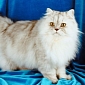 Iran Announces Plans to Send Persian Cat into Space
