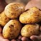 Irish Potato Famine Mystery Finally Solved