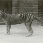 Is the Tasmanian Tiger Really Extinct? Feces Will Tell...