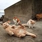 Island in Japan Is Almost Entirely Populated by Cats – Photo Gallery