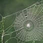 It Rained Millions of Itsy Bitsy Spiders in Australia, No Joke