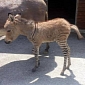 Italy's First Zonkey Born at Animal Reserve in Florence