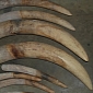 Ivory Audit Now Under Way in the Central African Republic