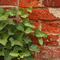 Ivy Keeps Walls Safe