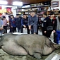 Jabba the Hutt-like Pig Weighing Nearly One Ton Publicly Slaughtered in Taiwan