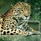 Jaguar Population in the Peruvian Amazon Is Unusually High