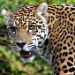 Jaguars Living in the US Soon to Have New Wildlife Sanctuary