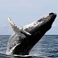 Japan Isn't Over Whaling, Wants to Resume Killing Marine Mammals