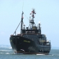 Japan to Sign Secret Whaling Deal
