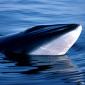 Japan's Whaling Fleet Heads for the Southern Ocean