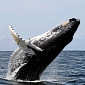 Japan’s “Scientific” Whaling Program Is Illegal and Must End, UN Court Rules