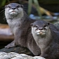 Japanese Otter Officially Declared Extinct