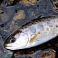 Japanese Salmon Bred from Surrogates Belonging to Other Species