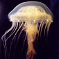 Jellyfish Drastically Change Marine Food Webs