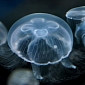 Jellyfish Force Nuclear Power Plant in Sweden to Shut Down