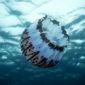 Jellyfish Start Taking Over the Oceans