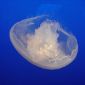 Jellyfish-Sting Antidote on the Way