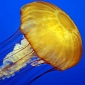 Jellyfish Threaten to Take Over Seas, Oceans