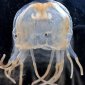 Jellyfish with Human-Like Eyes