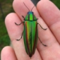 Jewel Beetle Shell Teaches Scientists to Make Colors