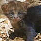 Jaguarundi Cub at Prague Zoo Takes His First Steps Outside His Den