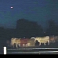 Jumping Cow Hints to CG Effect in UFO Video