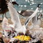 Junk Food Fed Gulls Become Sterile!