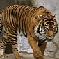 Just 400 Tigers Are Left to Roam the Island of Sumatra