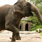 Just One Elephant Is Worth More than $1.6M (€1.27M) over Its Lifetime