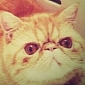 Justin Bieber’s Pet Cat, Tuts, Gets His Own Twitter