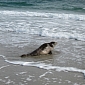 Juvenile Seal Returns to the Wild After Spending One Month in Rehab