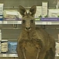 Kangaroo Hops onto Terminal, Closes Down Airport in Australia