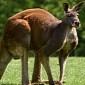 Kangaroos Are Basically Five-Legged Creatures, Researchers Say