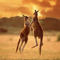 Kangaroos Come from South America