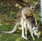 Kangaroos Prove It: The Gene of Female Sexual Development Is a Fake