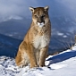 Keeper Mauled to Death by Cougar at WildCat Haven Sanctuary in Oregon