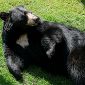 Keeping Black Bears Away from Treats