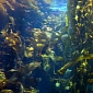 Kelp May Be New Source of Biofuel