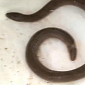 Kids Find Two-Headed Snake, Keep It as a Pet [Video]