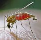 Killer Mosquitoes Hunted Down with Their Own Genes